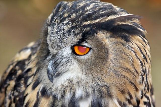 LA MIRADA DE UNA RAPAZ-THE LOOK BIRD OF PREY