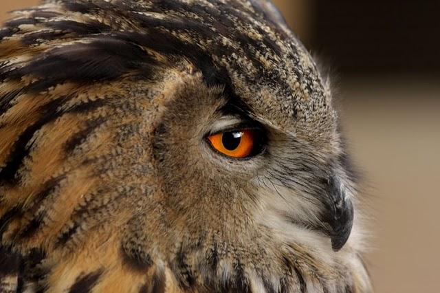LA MIRADA DE UNA RAPAZ-THE LOOK BIRD OF PREY LA MIRADA DE UNA RAPAZ-THE LOOK BIRD OF PREY