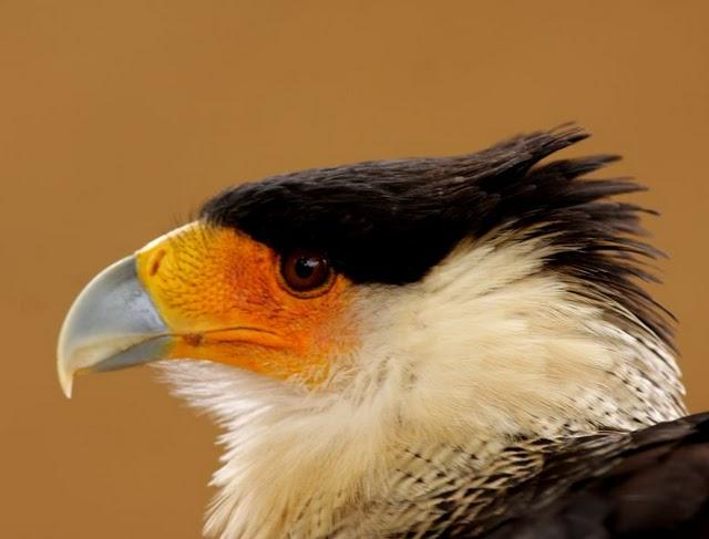 LA MIRADA DE UNA RAPAZ-THE LOOK BIRD OF PREY LA MIRADA DE UNA RAPAZ-THE LOOK BIRD OF PREY