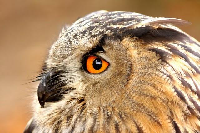 LA MIRADA DE UNA RAPAZ-THE LOOK BIRD OF PREY LA MIRADA DE UNA RAPAZ-THE LOOK BIRD OF PREY