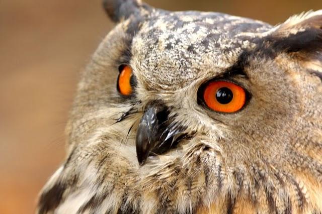 LA MIRADA DE UNA RAPAZ-THE LOOK BIRD OF PREY LA MIRADA DE UNA RAPAZ-THE LOOK BIRD OF PREY