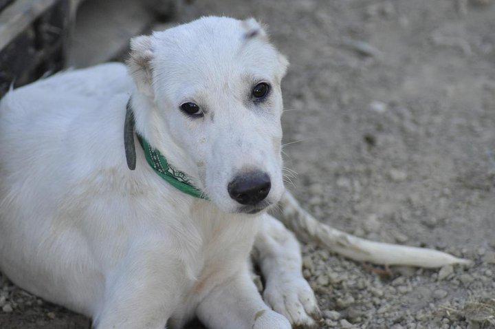 Merengue, X galgo. Cádiz, le cortaron de cuajo sus orejitas :(