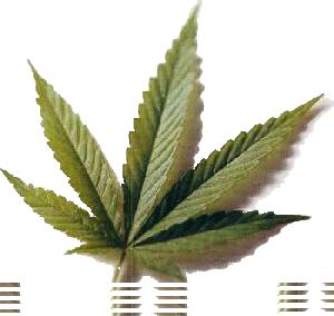 Mario Vargas Llosa y la legalización de la Marihuana