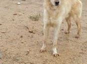 Ringo Alegría BUSCAN BUEN HOGAR, LUCEN (CORDOBA)