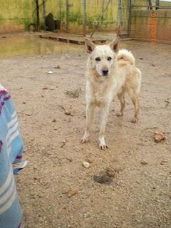 Ringo y Alegría BUSCAN UN BUEN HOGAR, LUCEN (CORDOBA)