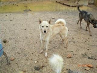 Ringo y Alegría BUSCAN UN BUEN HOGAR, LUCEN (CORDOBA)