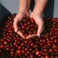 Los expertos recomiendan arándanos rojos contra la cistitis