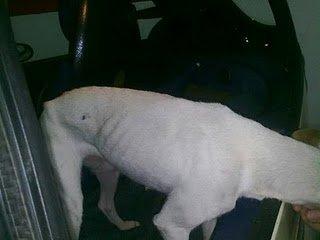 Rescatada de plena sierra aún sigue en peligro (Córdoba)