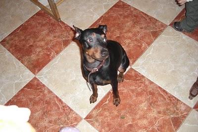 PINSCHER PURO JOVENCITO ESTÁ EN PELIGRO SACRIFICIO. (ZARAGOZA)