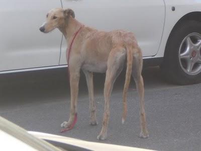 Galgo malas condiciones, lo van a atropellar, puerta hospital. (Córdoba)