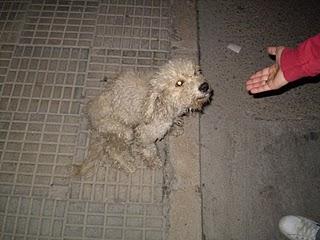 Caniche blanca, muy urgente, los vecinos la apalean. (Sevilla)