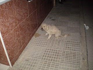 Caniche blanca, muy urgente, los vecinos la apalean. (Sevilla)