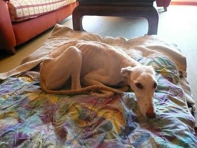 Sofia, la galga más antigua de la perrera de Olivenza.