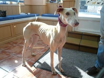 Sofia, la galga más antigua de la perrera de Olivenza.