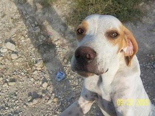 Luci, una cachorra de pointer que no servía para cazar