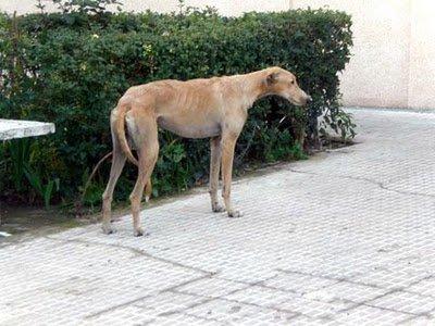 Galgo en las puertas de un hospital, con cuerpo lleno de plomillos (Córdoba)