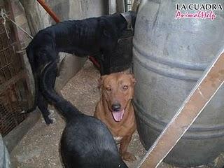 PODENCOS QUE LLEVAN UNA VIDA HORRIBLE, NECESITAN ACOGIDA O ADOPCIÓN.