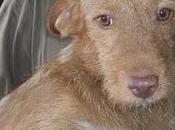 Podencos llevan vida horrible, necesitan acogida adopción.