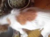 Cachorro esquelético, apenas sostiene pie, Badajoz.