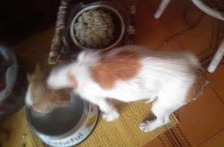 Cachorro esquelético, apenas se sostiene en pie, Badajoz.