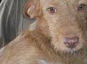 Podencos llevan vida horrible, necesitan acogida adopción.