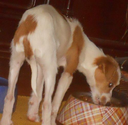 Fotos actuales de Chiquitín, sigue siendo urgente