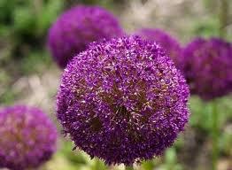 Maravillosos bulbos de primavera