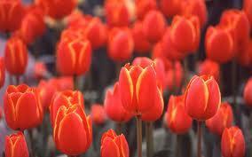 Maravillosos bulbos de primavera