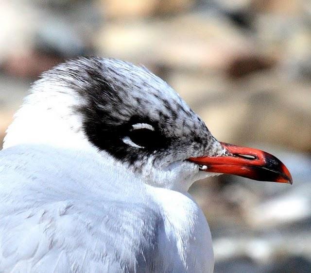 GAVIOTA CABECINEGRA-LARUS MELANOCEPHALUS-MEDITERRANEAN GULL