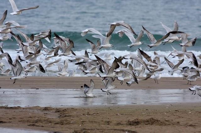 GAVIOTA CABECINEGRA-LARUS MELANOCEPHALUS-MEDITERRANEAN GULL