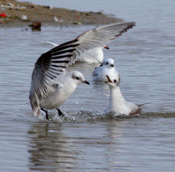 GAVIOTA CABECINEGRA-LARUS MELANOCEPHALUS-MEDITERRANEAN GULL