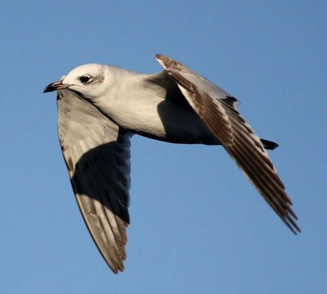 GAVIOTA CABECINEGRA-LARUS MELANOCEPHALUS-MEDITERRANEAN GULL