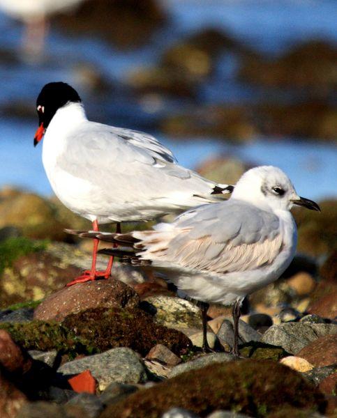 GAVIOTA CABECINEGRA-LARUS MELANOCEPHALUS-MEDITERRANEAN GULL