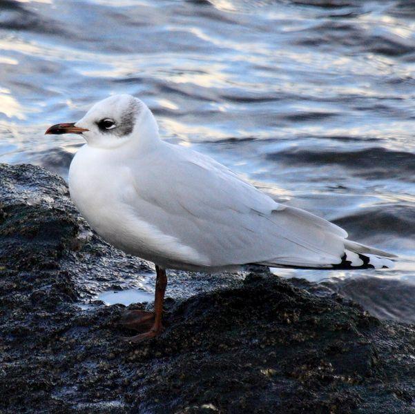 GAVIOTA CABECINEGRA-LARUS MELANOCEPHALUS-MEDITERRANEAN GULL