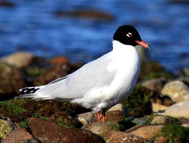 GAVIOTA CABECINEGRA-LARUS MELANOCEPHALUS-MEDITERRANEAN GULL