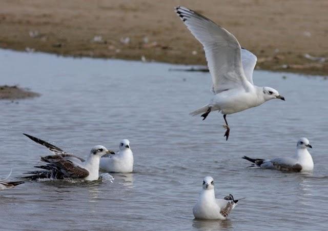 GAVIOTA CABECINEGRA-LARUS MELANOCEPHALUS-MEDITERRANEAN GULL