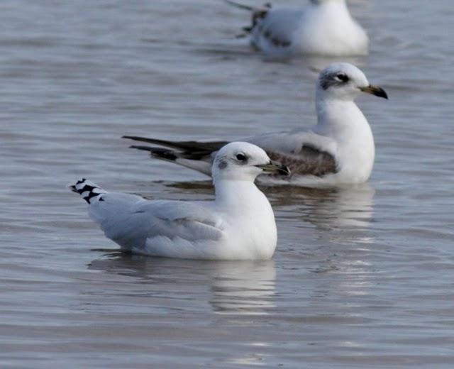 GAVIOTA CABECINEGRA-LARUS MELANOCEPHALUS-MEDITERRANEAN GULL