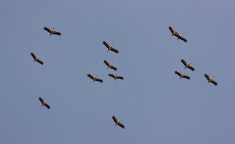 Día Internacional de las Aves Migratorias