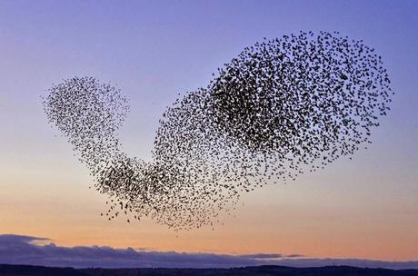 Día Internacional de las Aves Migratorias