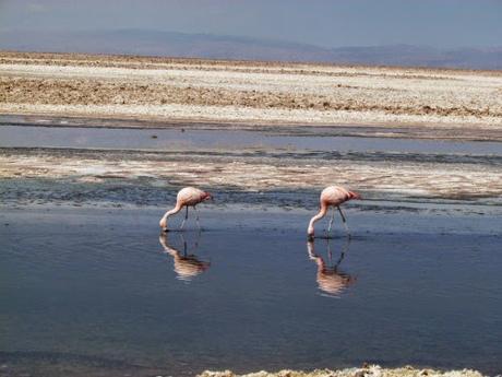 Flamencos rosados. Salar de Atacama. Chile