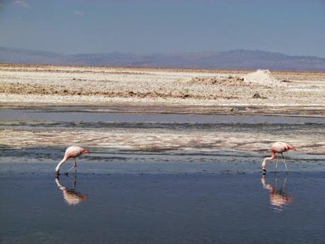 Flamencos rosados. Salar de Atacama. Chile