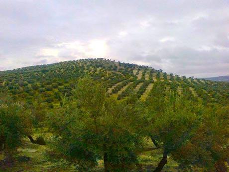 Trepan olivos por el cerro