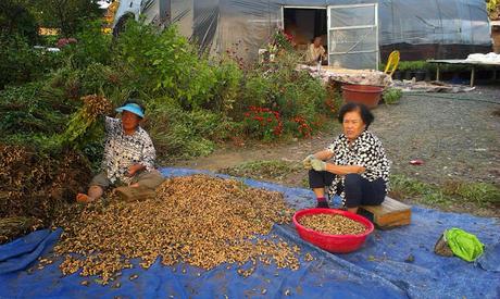COREA DEL SUR: EL FESTIVAL DE MASCARAS EN HAHOE