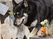 perro lleva años junto tumba dueño.
