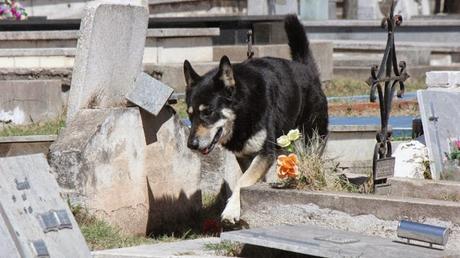 Capitán, un perro que permanece junto a la tumba de su amo