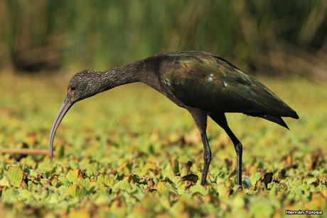 Cuervillo en la laguna de Monte