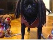 Cómo inhabilitar vista previa imágenes Twitter