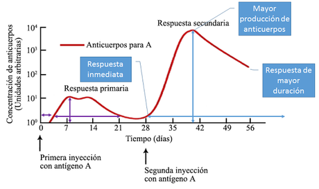Sistema inmunitario II