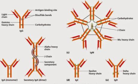 Sistema inmunitario II