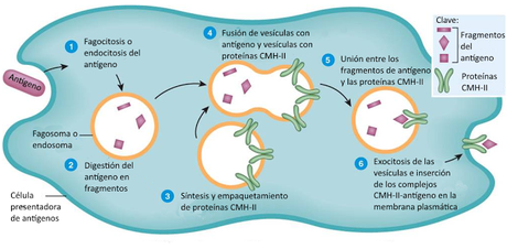 Sistema inmunitario II